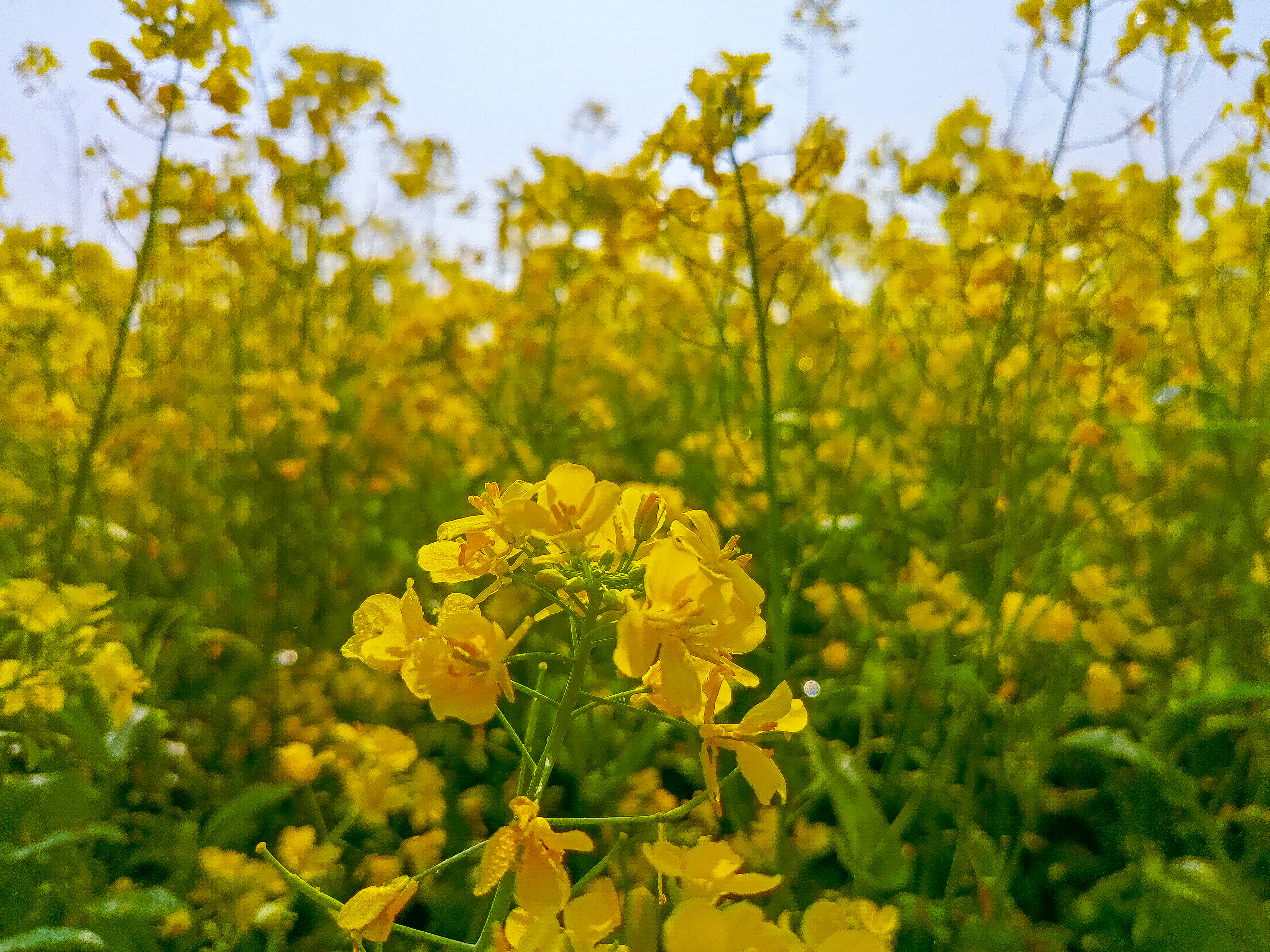 বাংলাদেশের সোনালী হলুদ সরিষার ফুল ক্ষেত